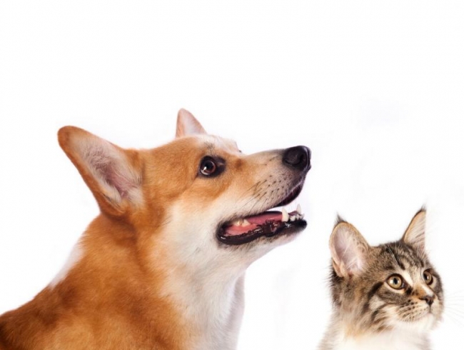 AGMP firma convênio com empresa de planos de saúde para cães e gatos